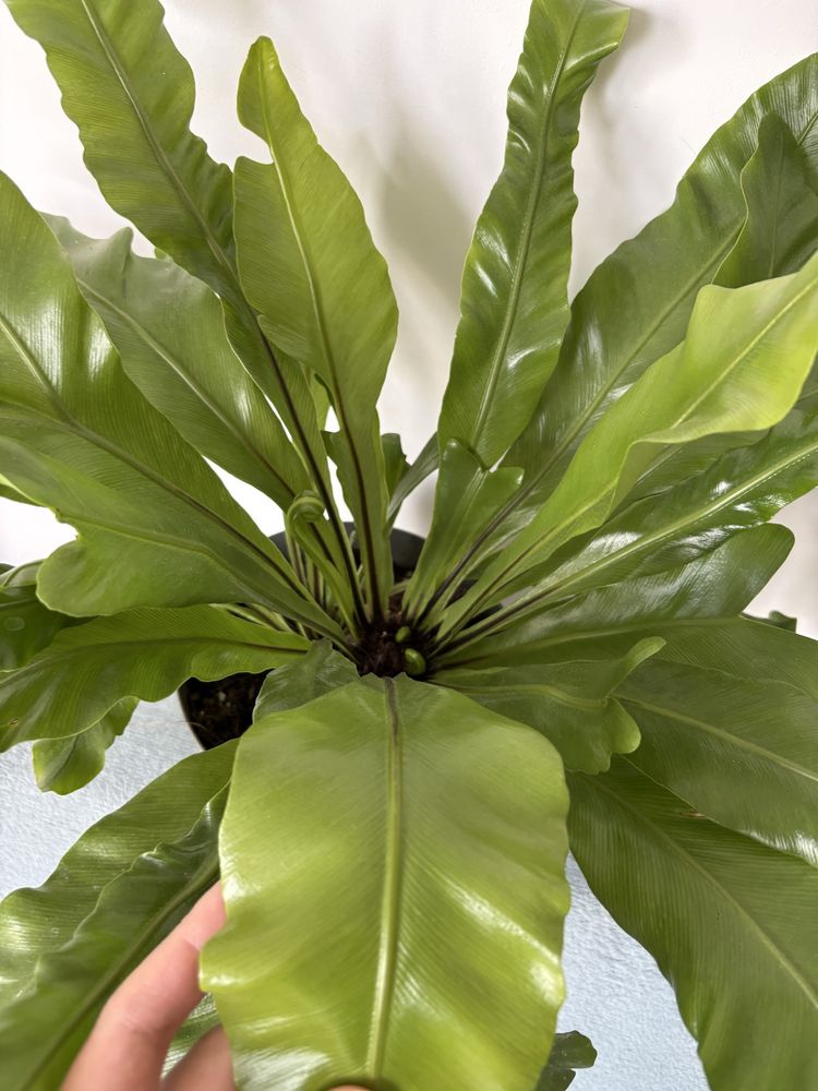 Paproć Asplenium nidus 'Crispy Wave'
