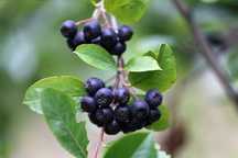 Aronia bez oprysku