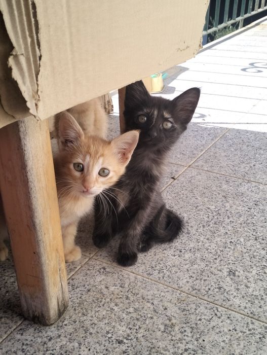 4 Gatinhos para adoção