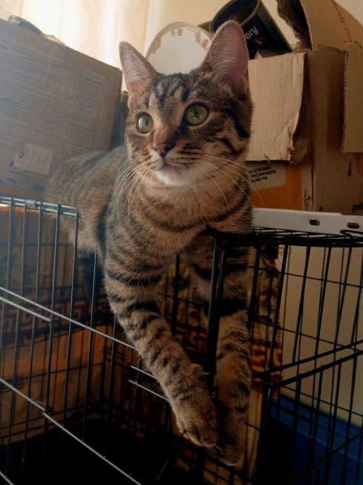 Кошеня в добрі руки