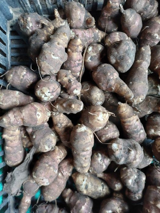 Topinambur sadzeniak i konsumpcja 8kg