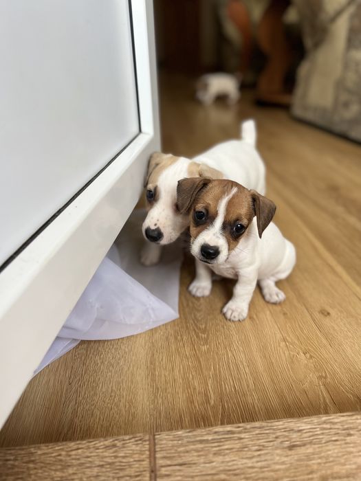 Цуценятка джек рассел