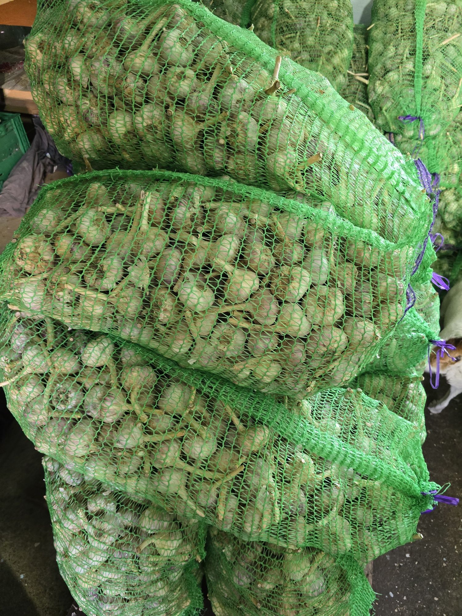 Продам часник,  сорт "Любаша" є різна фракція.