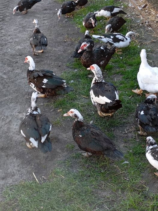 Sprzedam kaczki francuskie tegoroczne
