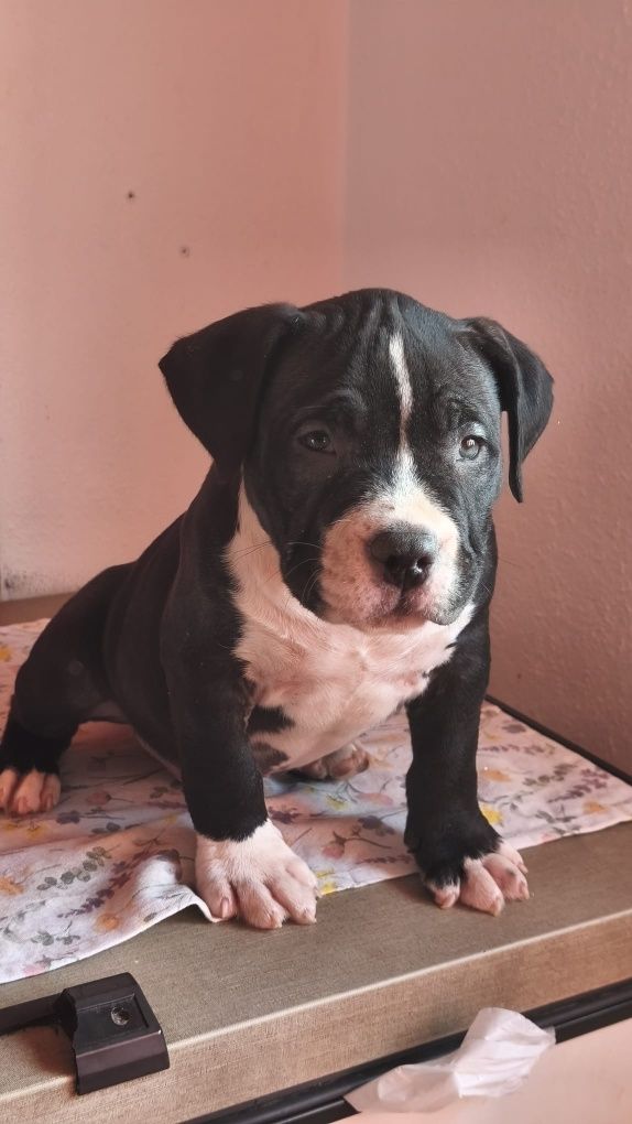 American Bully Pocket