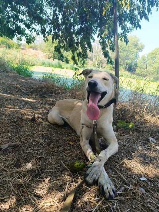 Отдам бесплатно в хорошие руки