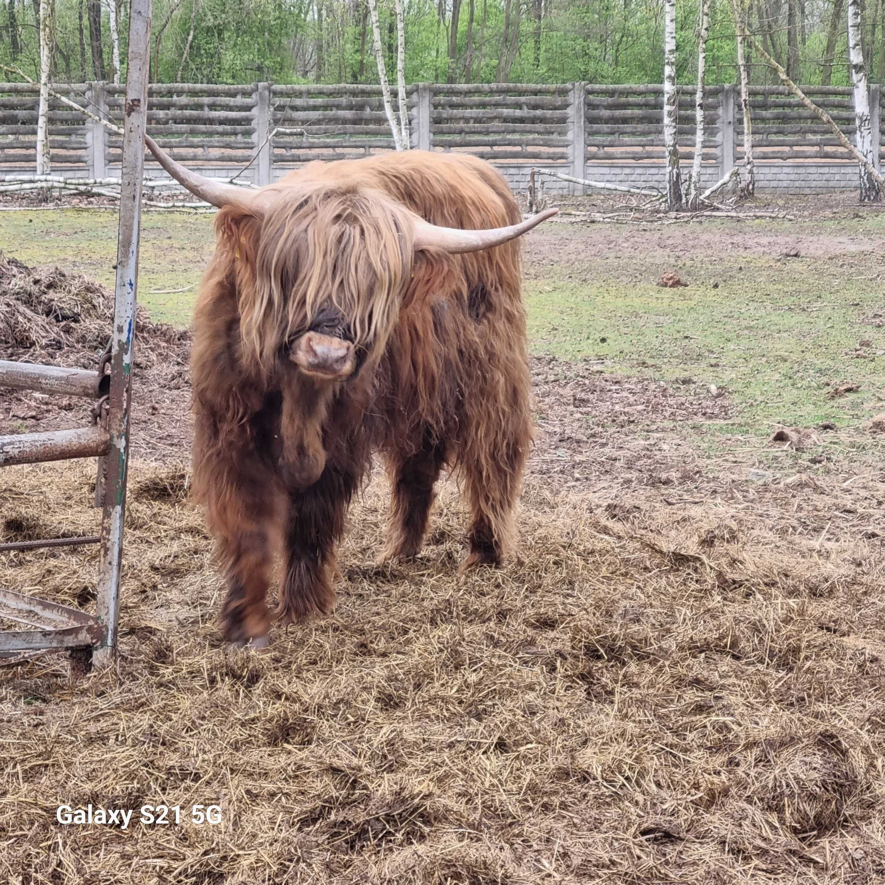 Highland Cattle 3 letni byczek