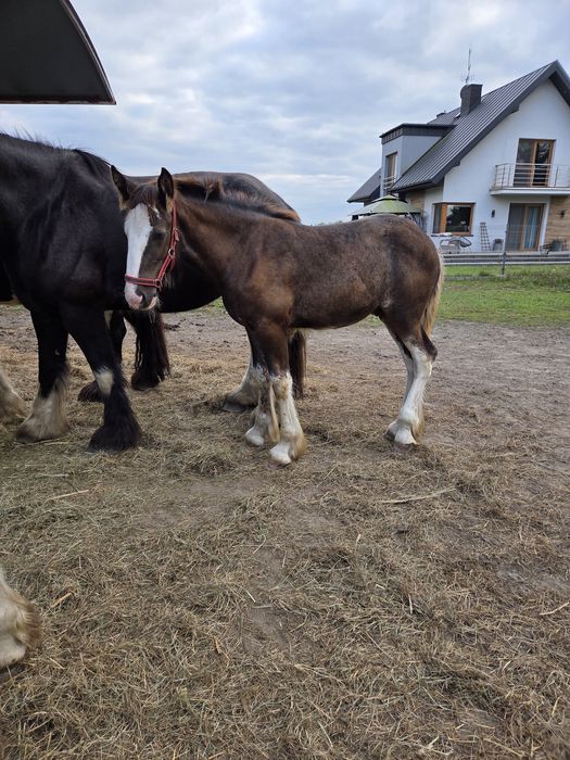 Shire Ogierek 5 miesięcy