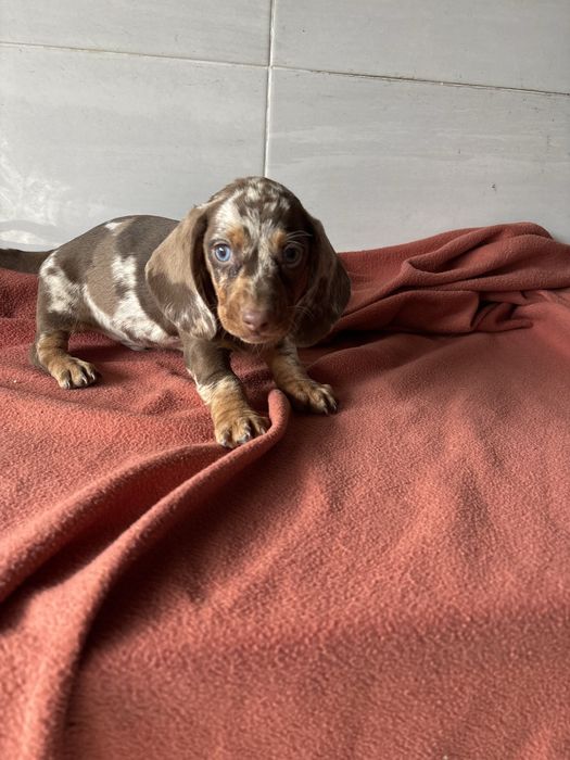 Teckel macho miniatura