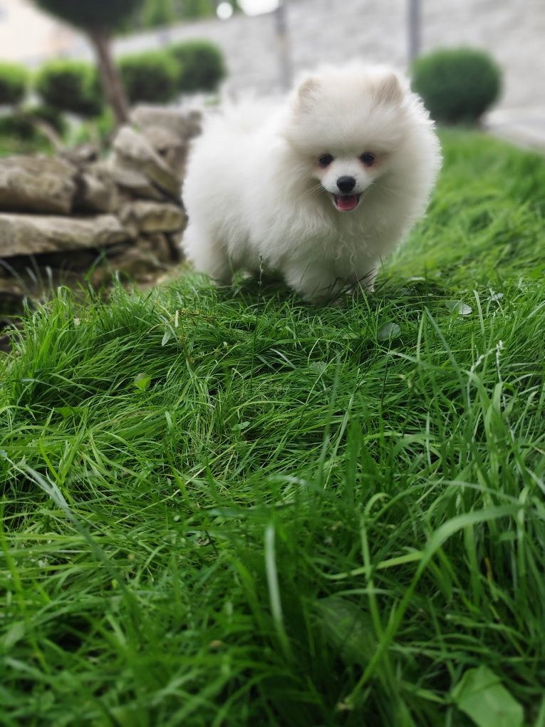 Szpic miniaturowy pomeranian, piesek