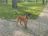 Owczarek Belgijski Malinois Top Dog