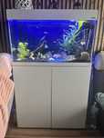 Akwarium Aquael 125 l plus zycie
