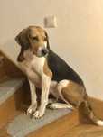 Sunia do adopcji
