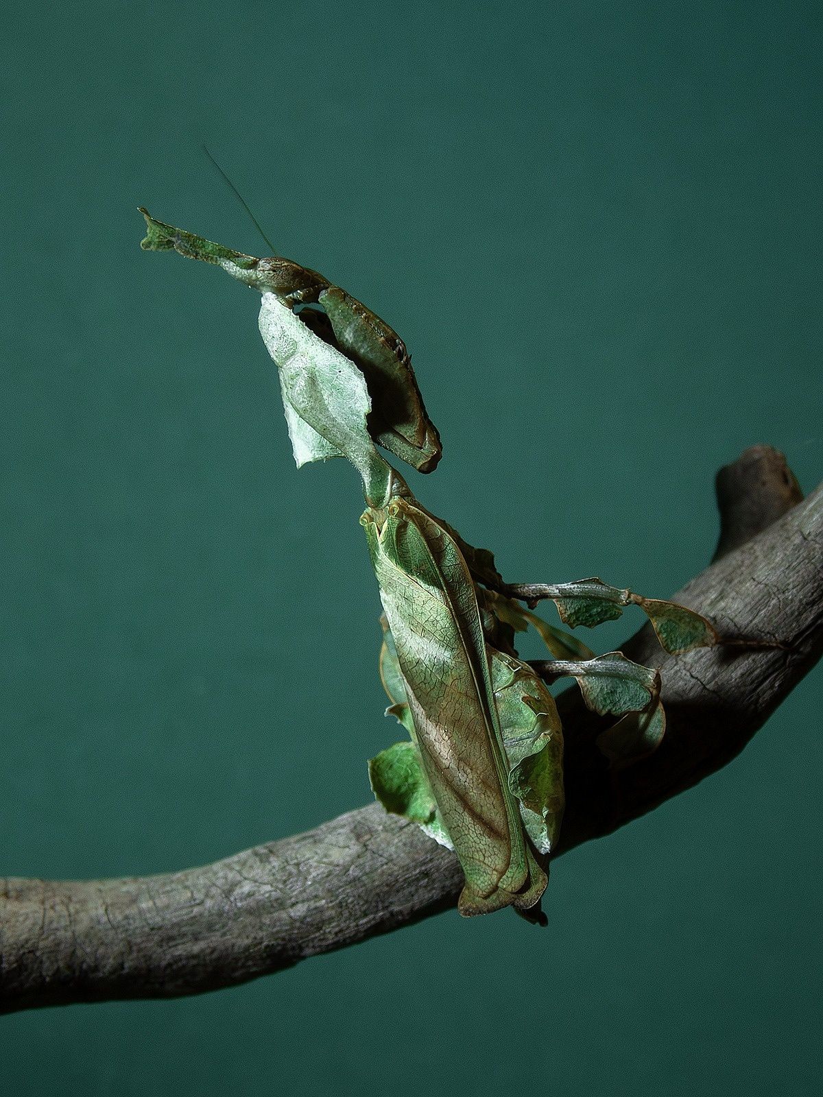 Phyllocrania paradoxa – modliszka liściogłowa  po zielonych L3/4