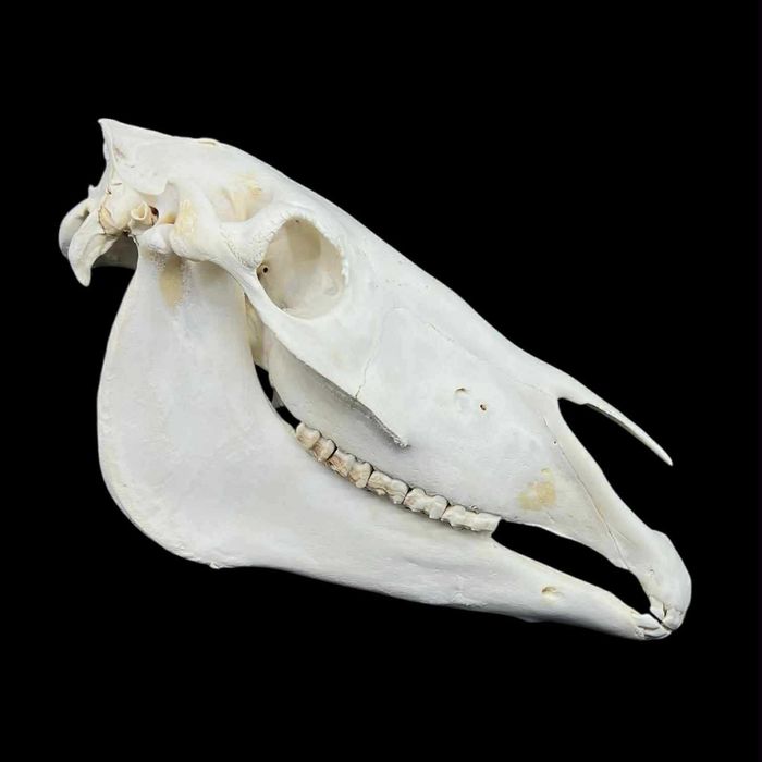 Czaszka konia z żuchwą do nauki, weterynaria, połowa czaszki