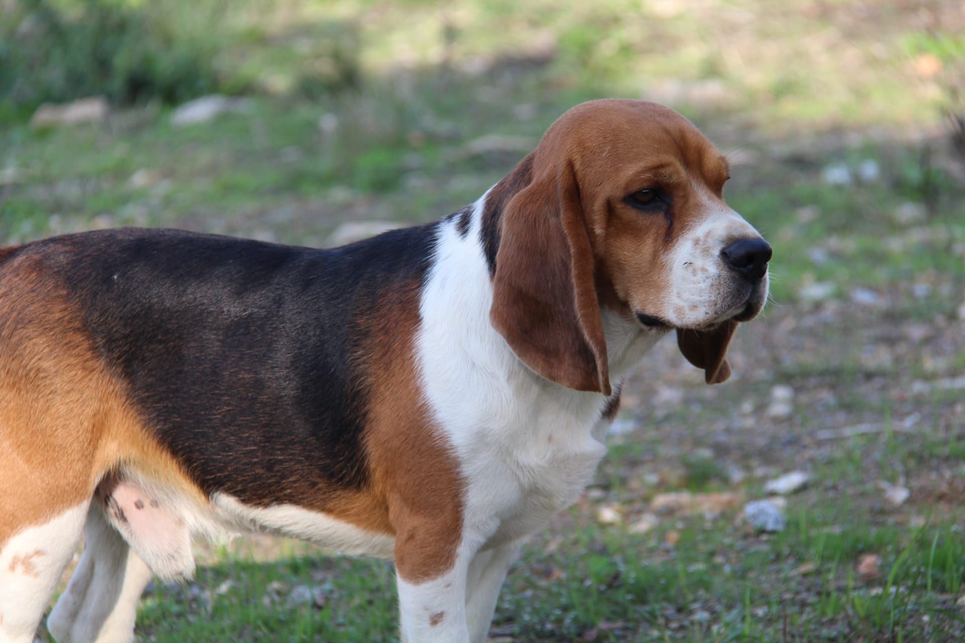 Cachorra Beagle com Lop