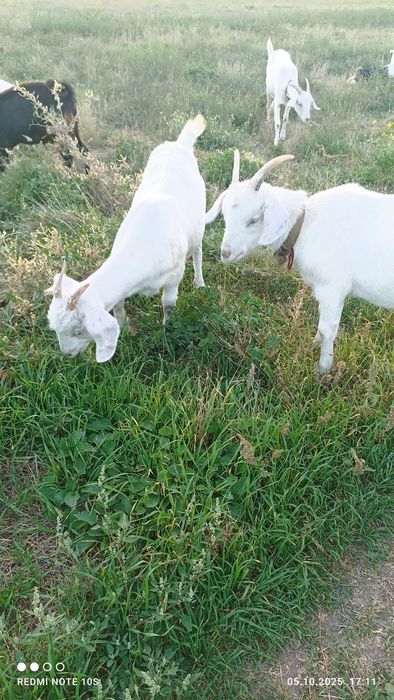 Молодые козочки.