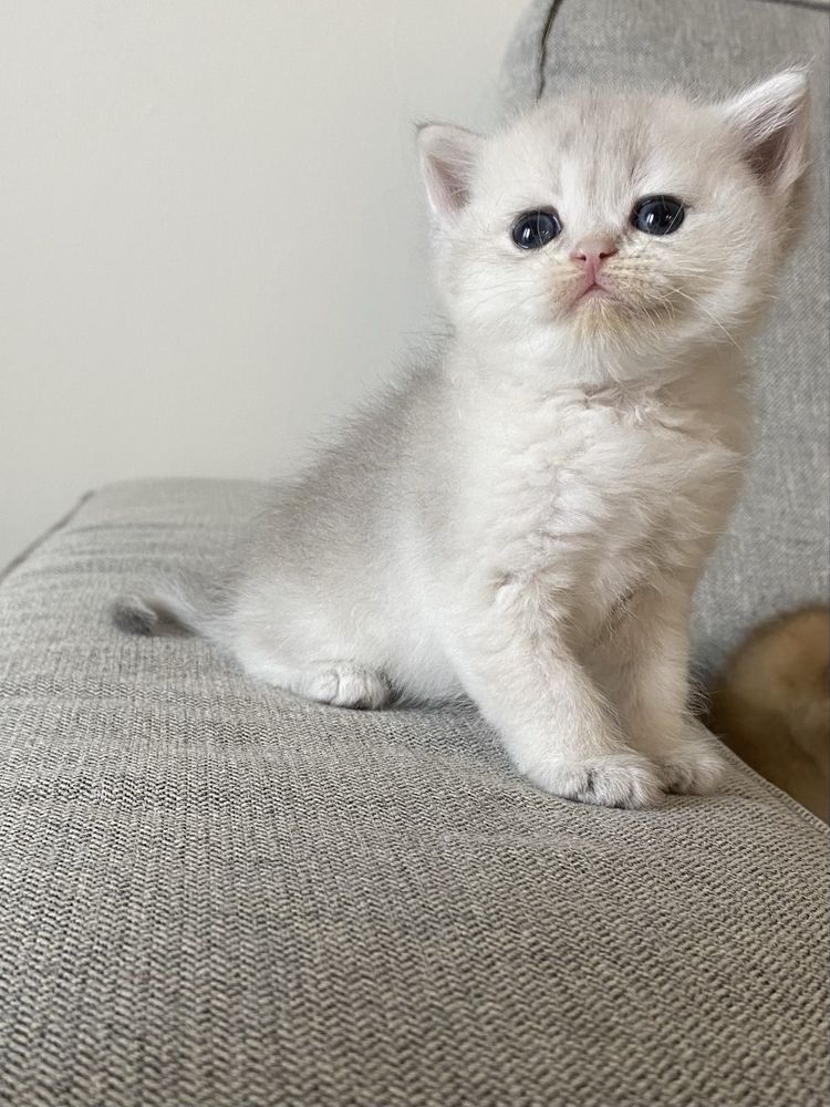British Shorthair