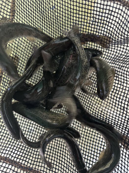 Narybek pstrąga tęczowego patrągi tęczowe stawowe ryby do stawu