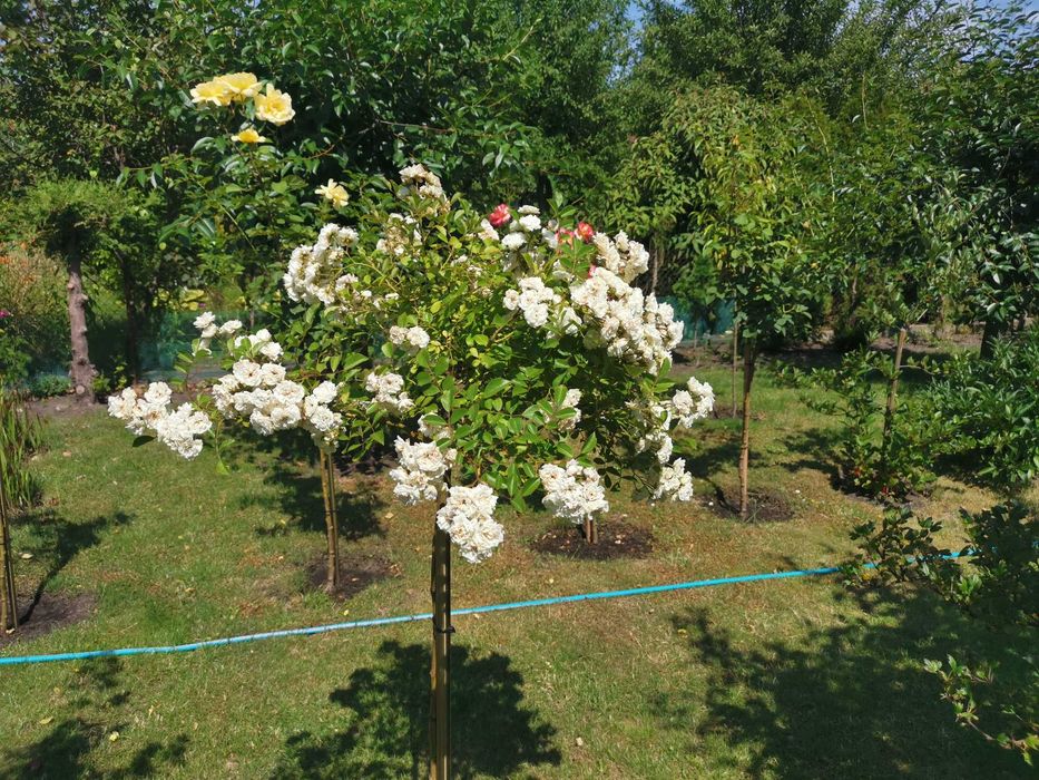 Sprzedam działkę ROD Jedność w Bydgoszczy 200m