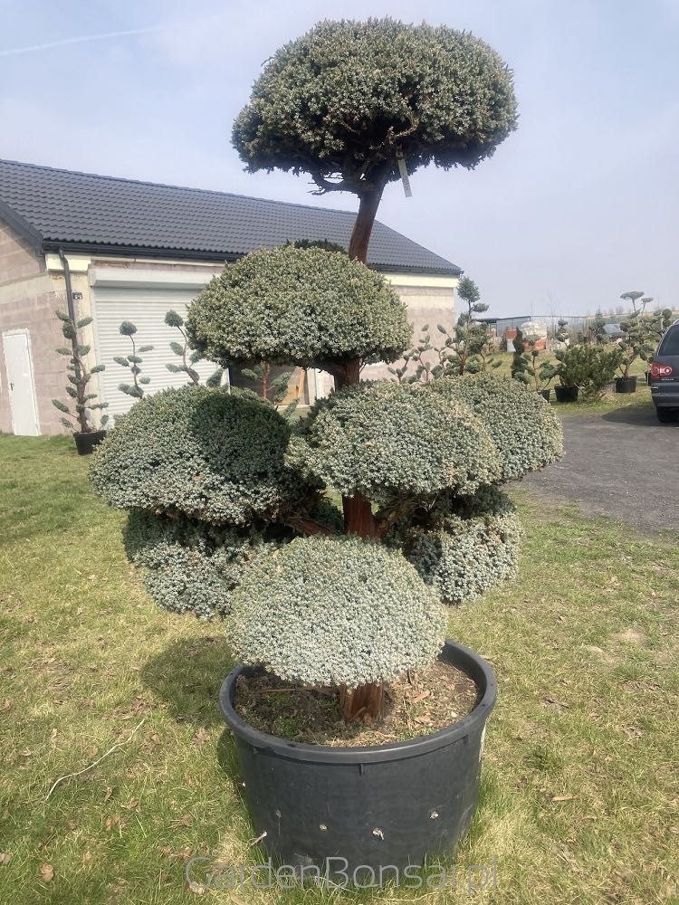Bonsai - Juniperus squamata "MEYERI"-180 cm-Duże kule