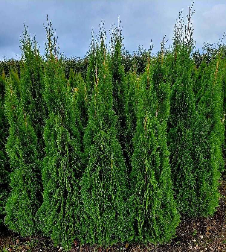 Thuja szmaragd brabant tuje tuja