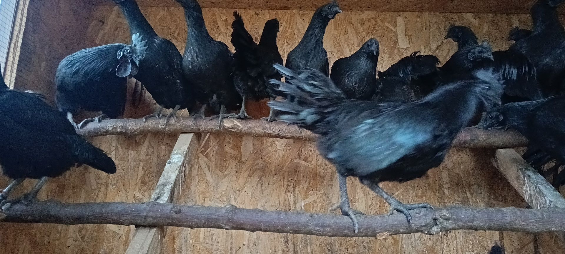 Sprzedam jajka lęgowe -Ayam Cemani - Czarna kura, czarne kości i mięso