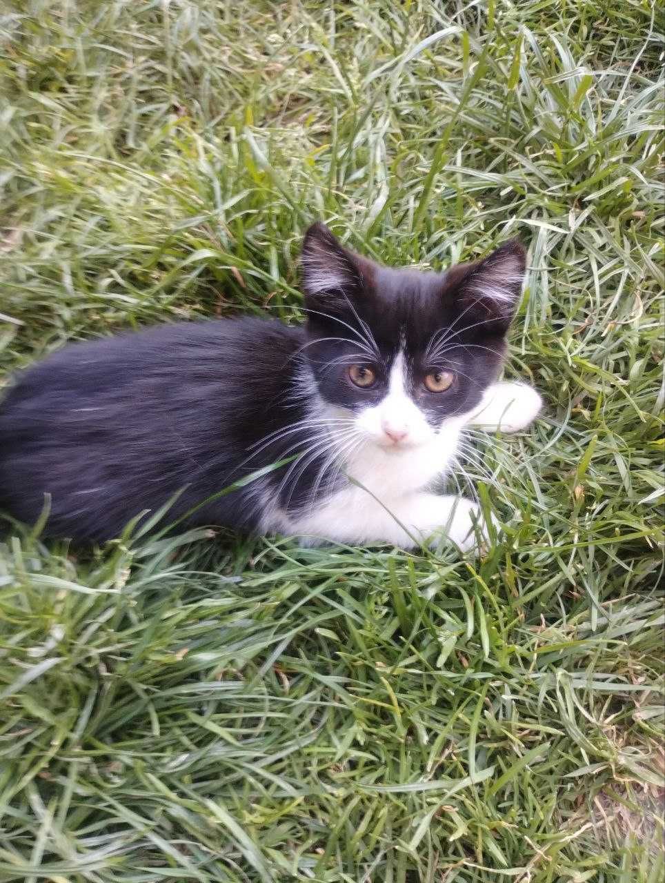 Віддам котика Львів