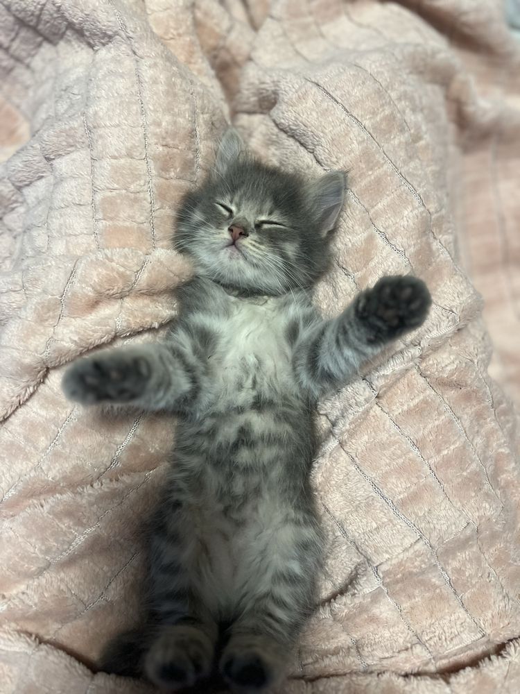 Котёнок девочка,отдадим в хорошие руки)