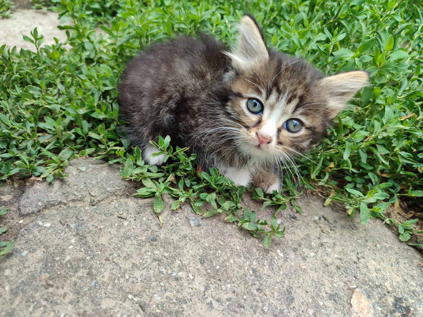 Котёнок котята кот кошка