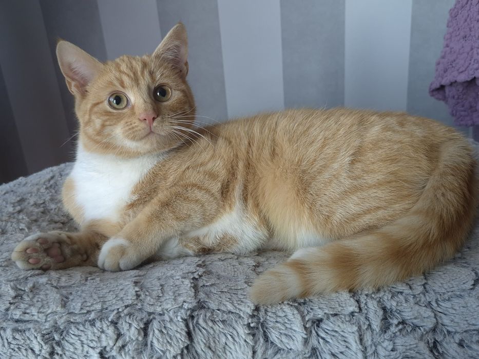 Kotka Celinka  szuka domu