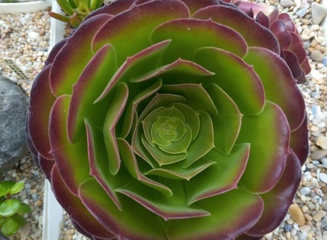 Aeonium Velour, 2 ramos sem raiz, 25-30cms