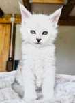 Maine coon kocurek czarny srebrzysty SHADED- FPL po SUPREME Championie
