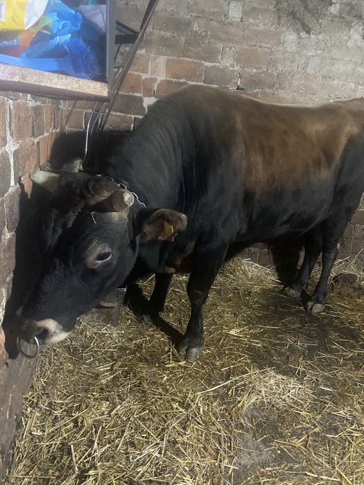 Бик, бичок джерсей.