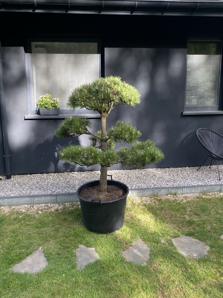 Sosna czarna formowana bonsai pinus nigra niwaki drzewo drzewko