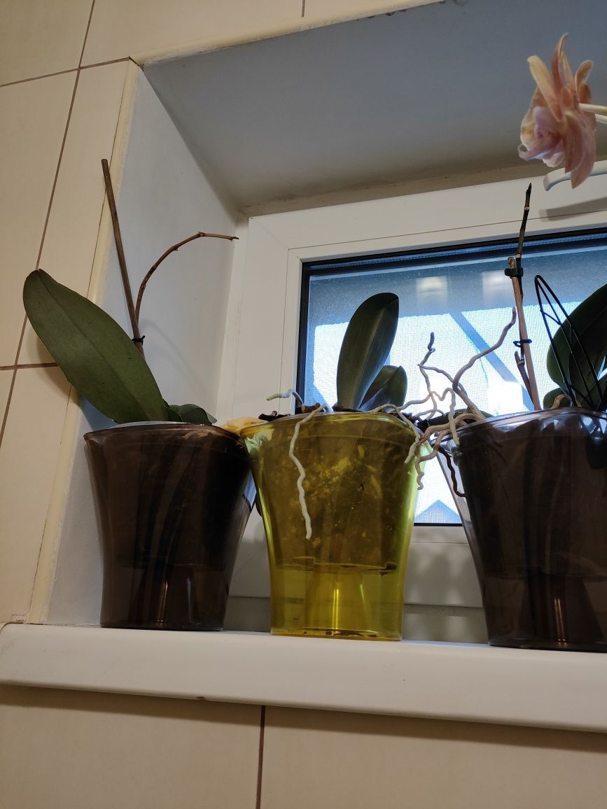Продам орхідеї фаленопсіс