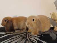 Mini Lop Baranek miniaturowy
