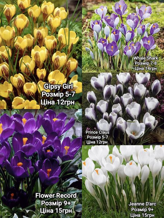 Крокус, Тюльпан , Гіацинт цибулини з Голландії