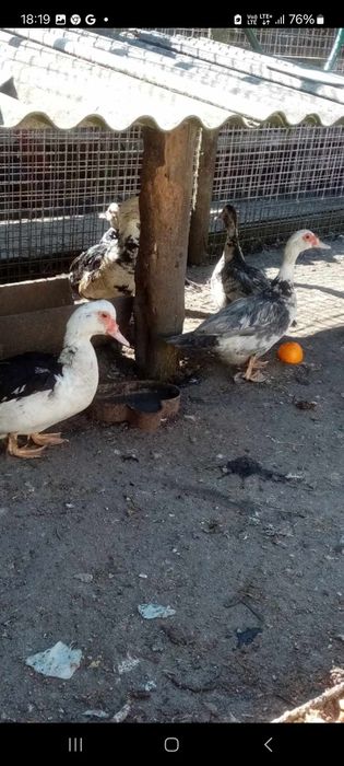 Sprzedam kaczki i kaczory francuskie