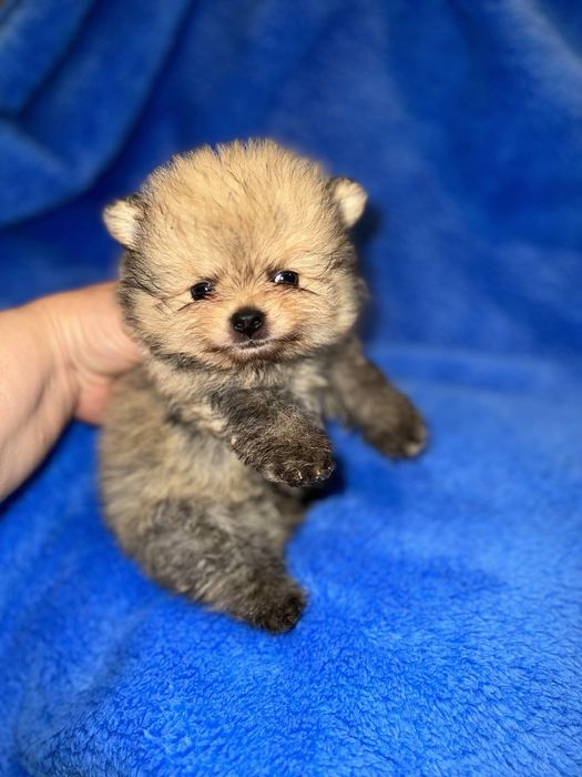 Мальчик супер мини в медвежьем типе