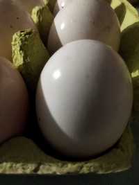 Обмін та Продаж гусячі яйці  для інкубації  300 грн.-10 шт. Оплід 90 %