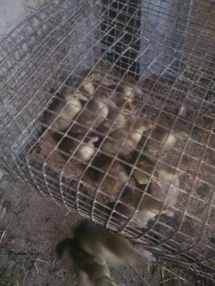 Індокачата 14 днів