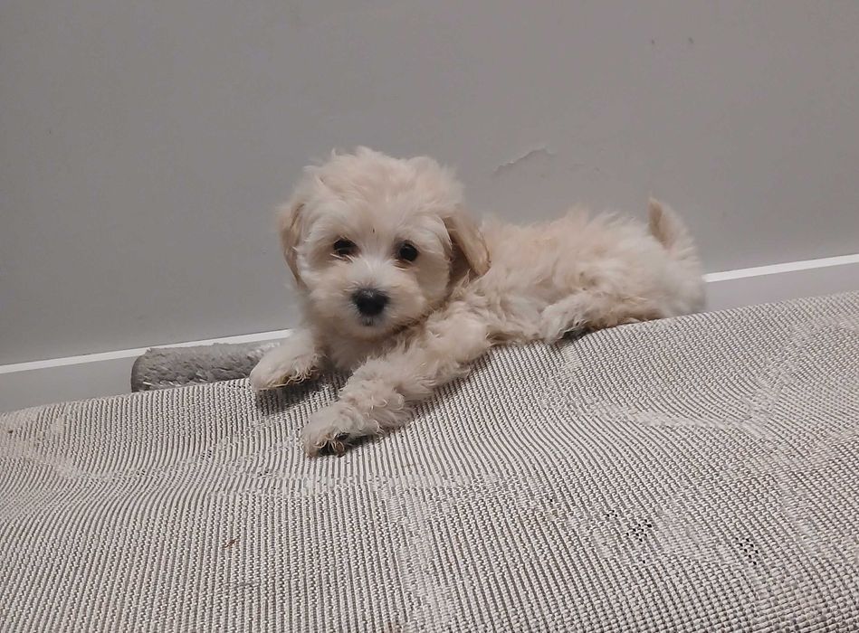 Szczeniaczek maltipoo