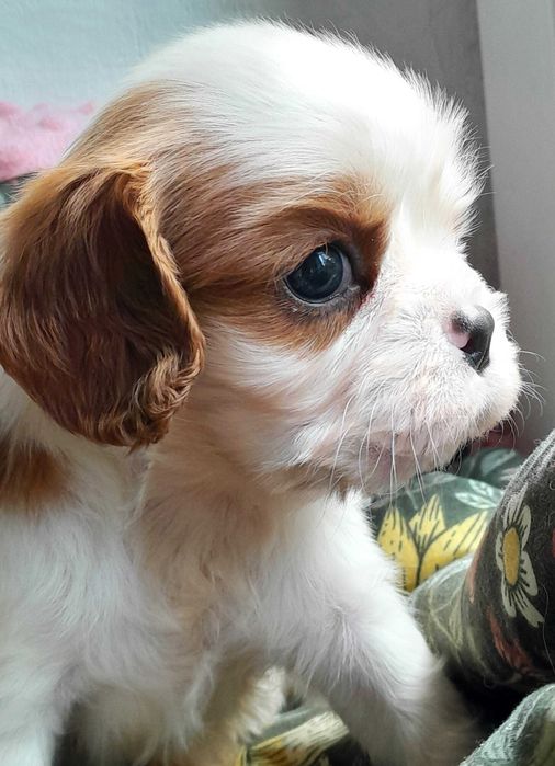 Cavalier King Charles Spaniel  ZKwP FCI malutki piesek MACZEK
