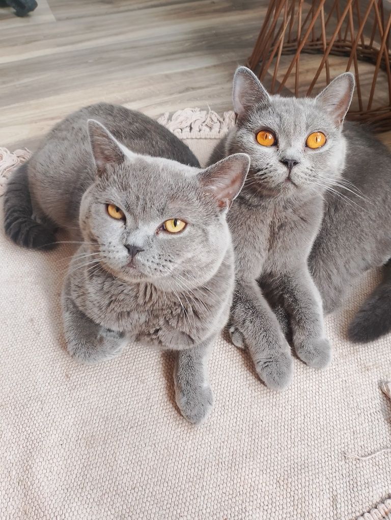 Kotek brytyjski niebieski