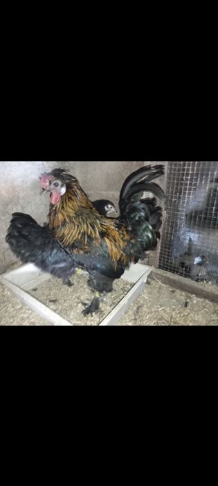 Frangos jovens Brahma × lusitana