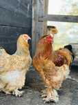 Ovos de brahma buff columbian