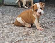 AMERICAN STAFFORDSHIRE TERRIER Canil Of Greatwarriors