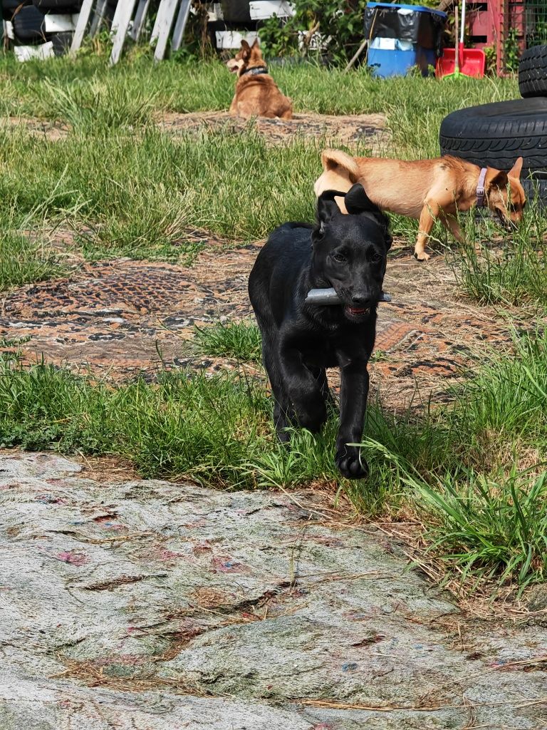 Wenus do adopcji! Sandomierz