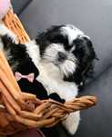 Shih Tzu piesek shih tzu